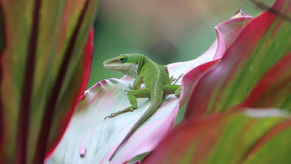 Green anole lizard sitting on a leaf